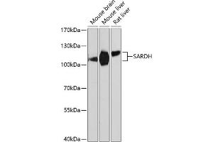 Western blot analysis of extracts of various cell lines, using SARDH Antibody (ABIN6128753, ABIN6147379, ABIN6147380 and ABIN6225034) at 1:3000 dilution. (SARDH antibody  (AA 300-560))
