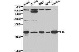 Western blot analysis of extracts of various cell lines, using FTL antibody (ABIN5970889) at 1/1000 dilution. (FTL antibody)