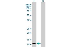 Western Blot analysis of ISCA2 expression in transfected 293T cell line by ISCA2 MaxPab polyclonal antibody. (ISCA2 antibody  (AA 1-154))