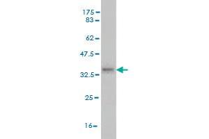 Western Blot detection against Immunogen (35. (RAB2B antibody  (AA 127-216))
