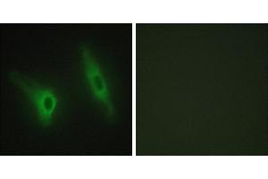 Peptide - +Immunofluorescence analysis of HeLa cells, using CKI-ε antibody. (CK1 epsilon antibody)