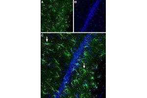 Expression of CNTF receptor α in rat hippocampus - Immunohistochemical staining of rat hippocampal CA1 region using Anti-CNTFRα (extracellular) Antibody (ABIN7043071 and ABIN7044187), (1:400). (CNTF Receptor alpha antibody  (Extracellular))