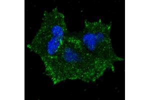 Fluorescent confocal image of MCF7 cells stained with phospho-ERBB2- antibody. (ErbB2/Her2 antibody  (pTyr1196))