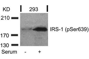 Western blot analysis of extracts from 293 cells untreated or treated with serum using IRS-1(Phospho-Ser639) Antibody. (IRS1 antibody  (pSer639))