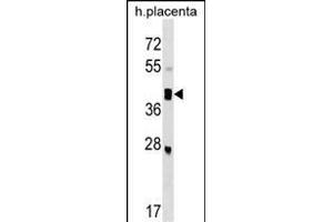 SMOC2 Antibody (C-term) (ABIN1537283 and ABIN2849071) western blot analysis in human placenta tissue lysates (35 μg/lane). (SMOC2 antibody  (C-Term))