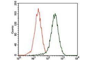 Flow cytometric analysis of HEK293 cells using CSPG4 mouse mAb (green) and negative control (red). (NG2 antibody  (AA 2247-2308))