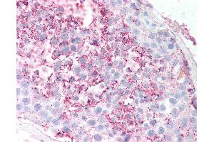 Anti-GPR18 antibody IHC of human testis, seminiferous tubule. (GPR18 antibody  (Extracellular Domain))