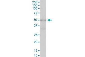 KIAA1627 MaxPab polyclonal antibody. (METTL14 antibody  (AA 1-456))