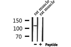 Western blot analysis of extracts from rat muscle, using DDR1 Antibody. (DDR1 antibody  (Internal Region))