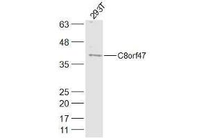 293T lysates probed with C8orf47 Polyclonal Antibody, Unconjugated  at 1:300 dilution and 4˚C overnight incubation. (C8orf47 antibody  (AA 1-100))