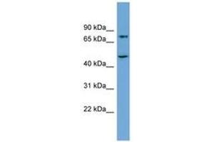 Image no. 1 for anti-Angiogenic Factor with G Patch and FHA Domains 1 (AGGF1) (AA 575-624) antibody (ABIN6745135) (AGGF1 antibody  (AA 575-624))