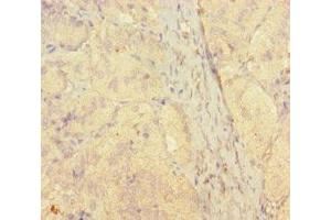 Immunohistochemistry of paraffin-embedded human adrenal gland tissue using ABIN7170686 at dilution of 1:100 (STAMBP antibody  (AA 1-424))