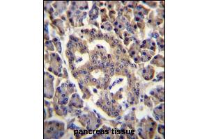 SPNS3 Antibody (C-term) (ABIN656612 and ABIN2845867) immunohistochemistry analysis in formalin fixed and paraffin embedded human pancreas tissue followed by peroxidase conjugation of the secondary antibody and DAB staining. (SPNS3 antibody  (C-Term))