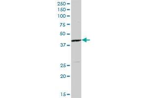 MAP2K4 MaxPab polyclonal antibody. (MAP2K4 antibody  (AA 1-399))