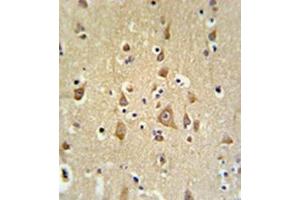 Formalin fixed and paraffin embedded brain tissue reacted with FAM44B Antibody (C-term) followed by peroxidase conjugation of the secondary antibody and DAB staining.