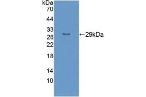 RND1 抗体  (AA 1-229)