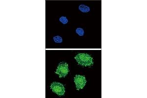 Confocal immunofluorescent analysis of SOCS1 Antibody (N-term) (ABIN652738 and ABIN2842489) with 293 cell followed by Alexa Fluor? (SOCS1 antibody  (N-Term))