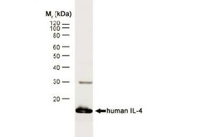 Western blot analysis of human IL-4 recombinant protein probed with RAT ANTI HUMAN INTERLEUKIN-4 (ABIN119373) followed by F(ab')2 RABBIT ANTI RAT IgG:HRP (SM1694A). (IL-4 antibody)
