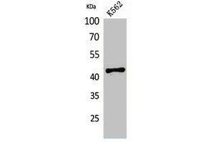 Western Blot analysis of K562 cells using ECA39 Polyclonal Antibody. (BCAT1 antibody  (Internal Region))