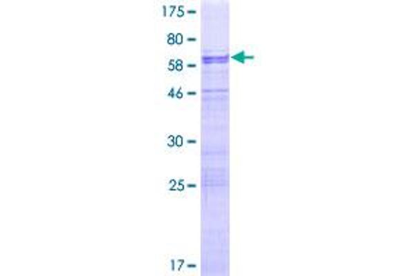 NUFIP1 Protein (AA 1-276) (GST tag)