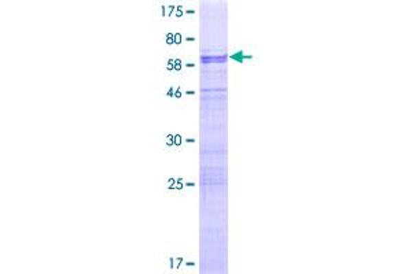 NUFIP1 Protein (AA 1-276) (GST tag)