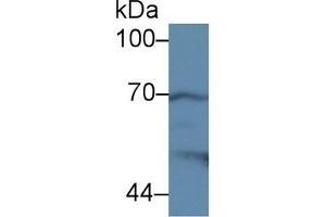 Western Blotting (WB) image for anti-Cytochrome C Oxidase Subunit II (COX2) (AA 240-351) antibody (ABIN7432424)