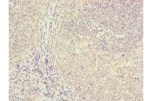 Immunohistochemistry of paraffin-embedded human tonsil tissue using ABIN7152411 at dilution of 1:100