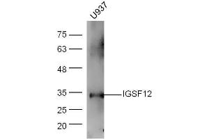 Human U937 lysates probed with Rabbit Anti-CD300A/C Polyclonal Antibody, Unconjugated  at 1:5000 for 90 min at 37˚C.