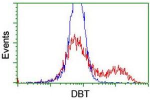 HEK293T cells transfected with either RC201998 overexpress plasmid (Red) or empty vector control plasmid (Blue) were immunostained by anti-DBT antibody (ABIN2455792), and then analyzed by flow cytometry. (DBT antibody)