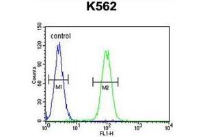 Flow cytometric analysis of K562 cells using DDX11 Antibody (C-term) Cat. (DDX11 antibody  (C-Term))