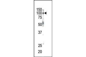 Western blot analysis of anti-EphB1 Pab (ABIN391917 and ABIN2841727) in mouse brain tissue. (EPH Receptor B1 antibody  (C-Term))