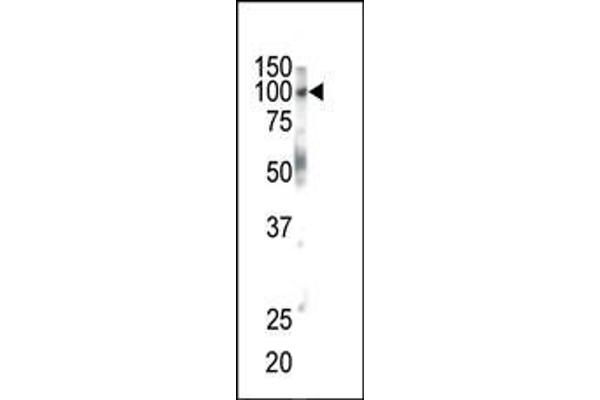 EPH Receptor B1 antibody  (C-Term)