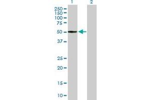 Western Blot analysis of ITFG2 expression in transfected 293T cell line by ITFG2 MaxPab polyclonal antibody. (ITFG2 antibody  (AA 1-447))