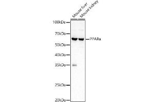 Western blot analysis of extracts of various cell lines, using PPARα Rabbit pAb antibody  at 1:1000 dilution. (PPARA antibody  (AA 1-230))