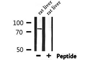 Western blot analysis of extracts from rat liver, using Elmo1 Antibody. (ELMO1 antibody)