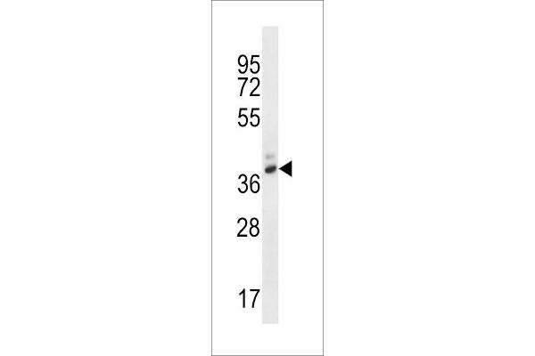 PGA4 antibody  (C-Term)