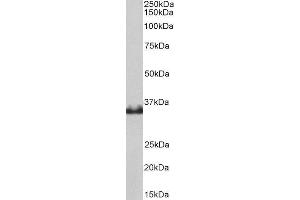 ABIN4902695 (0. (LDHB antibody)