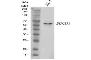 Western blot analysis of PDCD1 using anti-PDCD1 antibody (ABIN5518784). (PD-1 antibody  (N-Term))