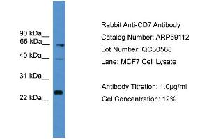 WB Suggested Anti-CD7  Antibody Titration: 0. (CD7 antibody  (Middle Region))