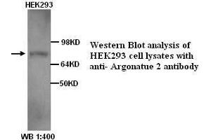 Image no. 1 for anti-Argonaute 2 (AGO2) antibody (ABIN790866) (AGO2 antibody)