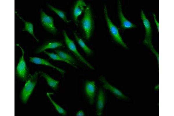 PCMT1 antibody  (AA 117-228)