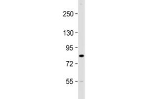 Western blot testing of mouse brain lysate with CIP2A antibody at 1:2000. (KIAA1524 antibody  (AA 269-301))