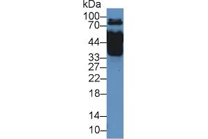 Western Blot; Sample: Rat Serum; Primary Ab: 2µg/mL Rabbit Anti-Rat MX1 Antibody Second Ab: 0. (MX1 antibody  (AA 400-652))
