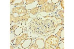 Immunohistochemistry of paraffin-embedded human kidney tissue using ABIN7161230 at dilution of 1:100 (NXPH2 antibody  (AA 23-264))