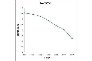 Antigen: 0. (RPS6 antibody  (AA 151-249))