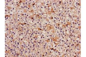 Immunohistochemistry of paraffin-embedded human adrenal gland tissue using ABIN7157107 at dilution of 1:100 (IDH3A antibody  (AA 28-108))