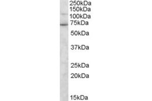 Western Blotting (WB) image for anti-Syntrophin, gamma 2 (SNTG2) (C-Term) antibody (ABIN2466346) (SNTG2 antibody  (C-Term))