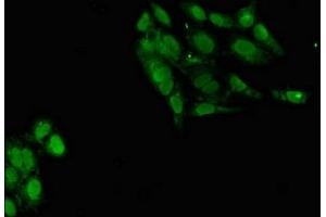 Immunofluorescent analysis of Hela cells using ABIN7164998 at dilution of 1:100 and Alexa Fluor 488-congugated AffiniPure Goat Anti-Rabbit IgG(H+L)