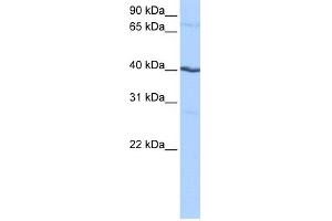 WB Suggested Anti-CSNK1G2 Antibody Titration: 0. (Casein Kinase 1 gamma 2 antibody  (N-Term))