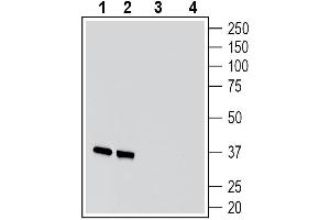 Western blot analysis of rat brain membranes (lanes 1 and 3) and mouse brain membranes (lanes 2 and 4):1-2. (Synaptophysin (SYP) Peptide)